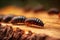 beetle larvae crawling on wooden surface