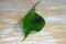 Beetle on a leaf on a wooden surface