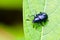 Beetle on the leaves.