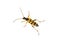 Beetle Leptura maculata on a white background