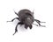 Beetle Lethrus apterus on white