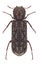 Beetle Lichenophanes varius