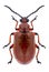 Beetle Lilioceris merdigera