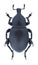 Beetle Liparus tenebrioides