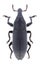 Beetle Lixus angustus