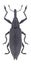 Beetle Lixus iridis