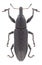 Beetle Lixus punctiventris