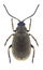 Beetle Lochmaea caprea