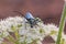 A beetle with long antennae sits on a flower