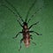 Beetle-Longhorn beetle on a green tent