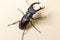 Beetle Lucanus cervus