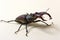Beetle Lucanus cervus