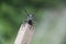 Beetle-lumberjack, or a long-horned beetle (Cerambycidae)