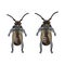 Beetle man. Cartoon character long-whiskered beetle