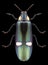 Beetle Megaloxantha bicolor