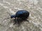 Beetle meloe
