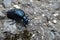 Beetle meloe