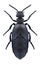 Beetle Meloe cicatricosus