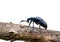Beetle (Meloe sp. violatus) 2
