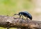 Beetle (Meloe sp. violatus) 4