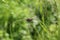Beetle Melolontha on a blade of grass