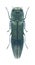 Beetle Metallic wood borer Agrilus derasofasciatus