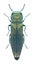 Beetle Metallic wood borer Agrilus sylviae