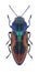 Beetle metallic wood borer Anthaxia candens