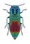 Beetle metallic wood borer Anthaxia dives female