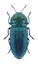 Beetle metallic wood borer Anthaxia muliebris male