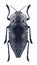 Beetle metallic wood borer Capnodis cariosa cariosa