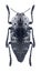 Beetle metallic wood borer Capnodis miliaris miliaris