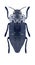 Beetle metallic wood borer Capnodis tenebrionis