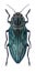 Beetle metallic wood borer Chalcophora alternans