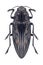 Beetle metallic wood borer Chalcophora mariana