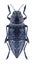 Beetle metallic wood borer Chalcophorella bagdadensis