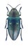 Beetle metallic wood borer Chalcophorella stigmatica