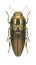 Beetle metallic wood borer Sphenoptera aeneomicans