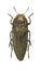 Beetle metallic wood borer Sphenoptera canaliculata