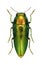 Beetle metallic wood borer Sphenoptera (Chrysoblemma) scovitzi