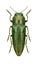 Beetle metallic wood borer Sphenoptera orichalcea meveri