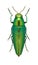 Beetle metallic wood borer Sphenoptera tamarisci beckeri