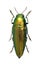 Beetle metallic wood borer Sphenoptera tamarisci beckeri