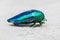 Beetle or Metallic Wood-boring beetle