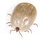 Beetle mite on a white background