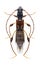 Beetle Molorchus minor