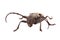Beetle (Morimus funereus) isolated on white