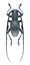 Beetle Morimus verecundus