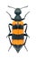 Beetle Mylabris cincta
