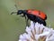 Beetle Mylabris on flower